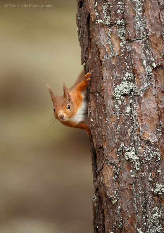  - Red Squirrel
