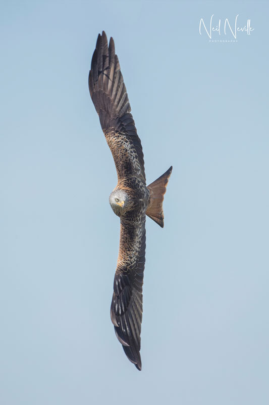  - Red Kite
