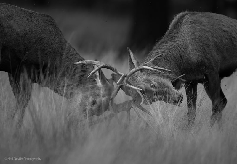  - Red Deer