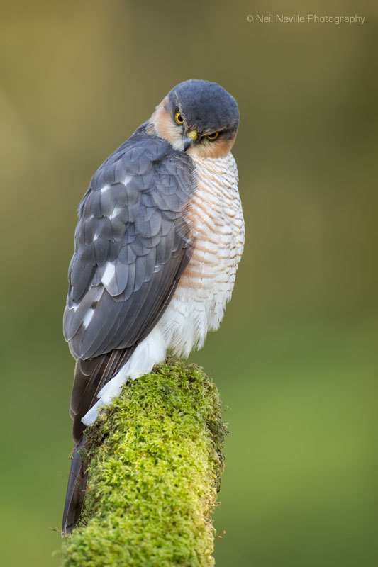  - Sparrowhawk