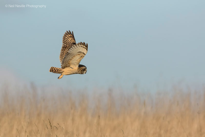  - Short Eared Owl