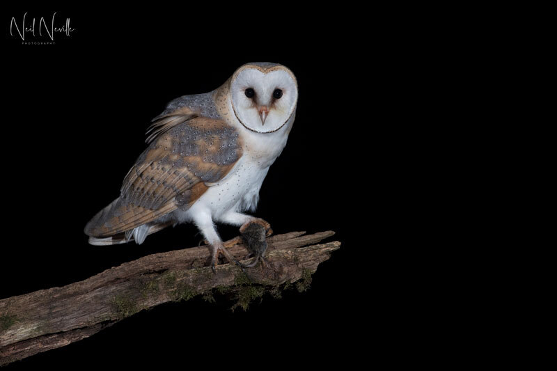  - Barn Owl