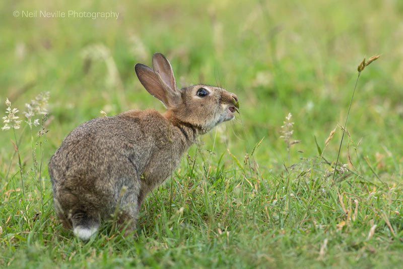  - Wild Rabbit