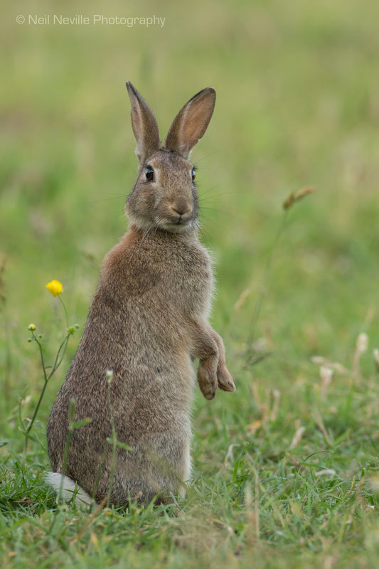  - Wild Rabbit