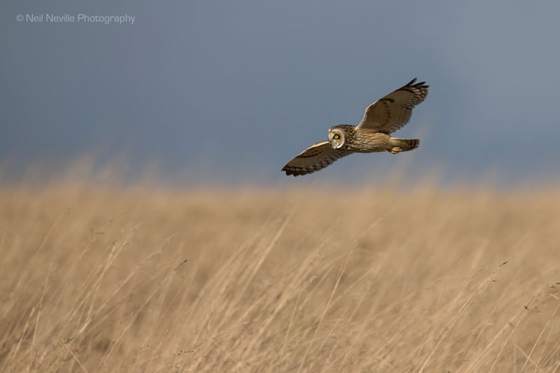  - Short Eared Owl