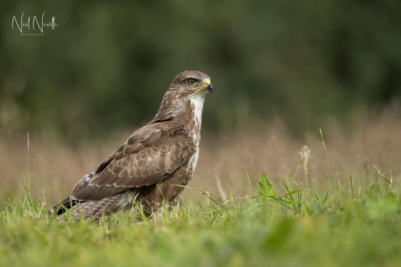  - Common Buzzard