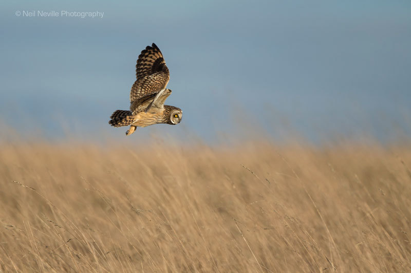  - Short Eared Owl