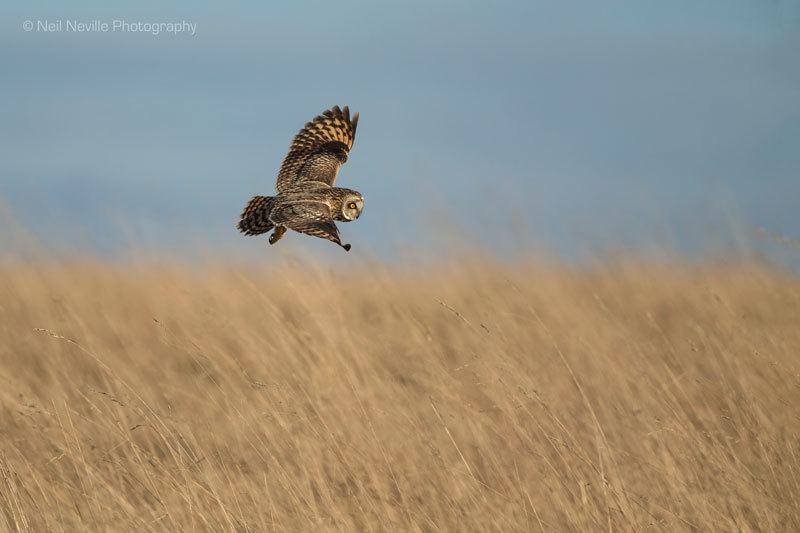  - Short Eared Owl