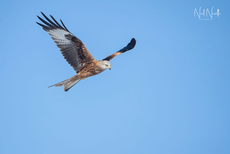  - Red Kite