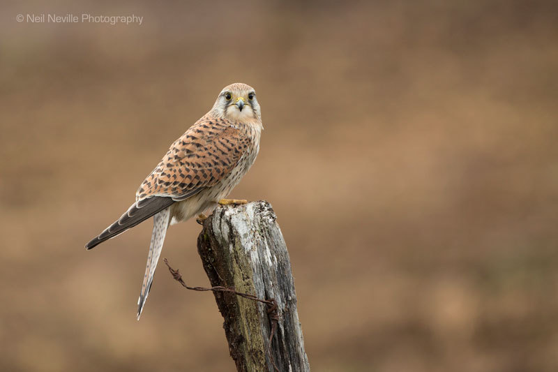  - Kestrel
