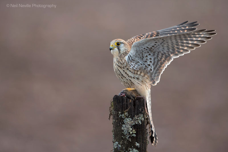  - Kestrel