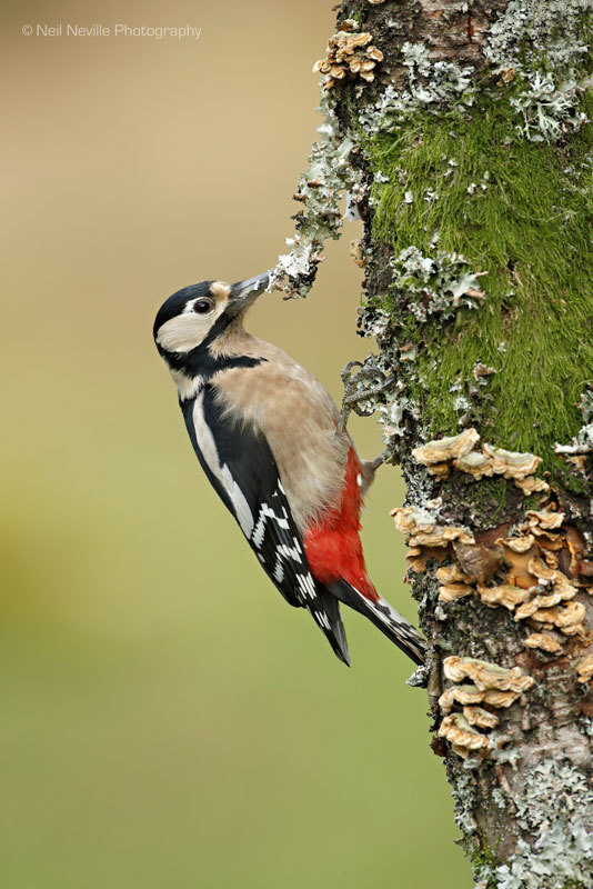  - Woodpeckers & Nuthatch