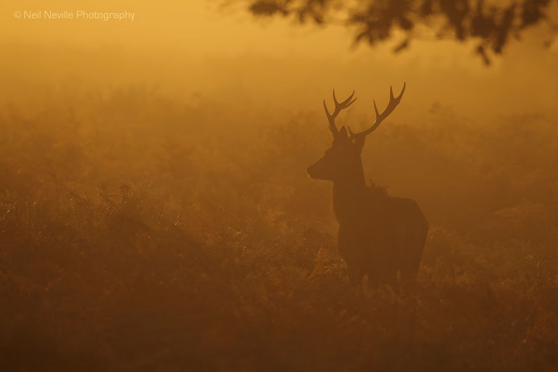  - Red Deer