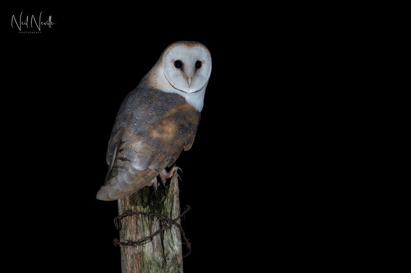  - Barn Owl