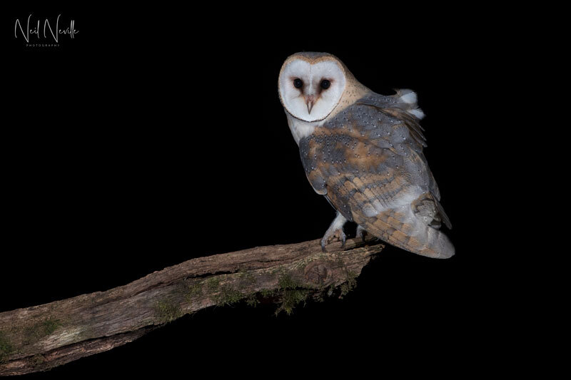  - Barn Owl
