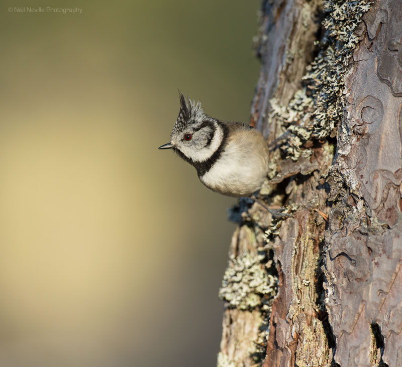  - Crested Tit