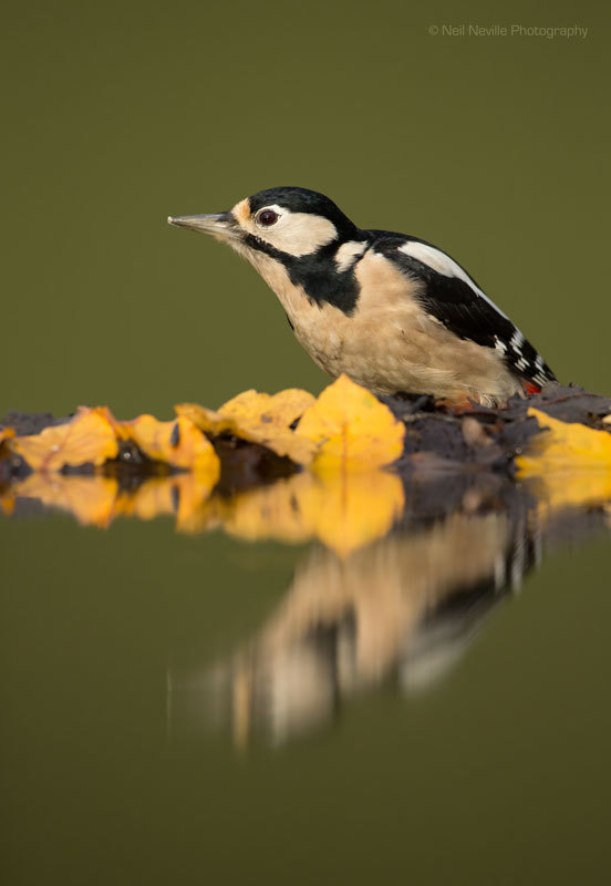  - Woodpeckers & Nuthatch