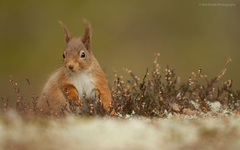  - Red Squirrel