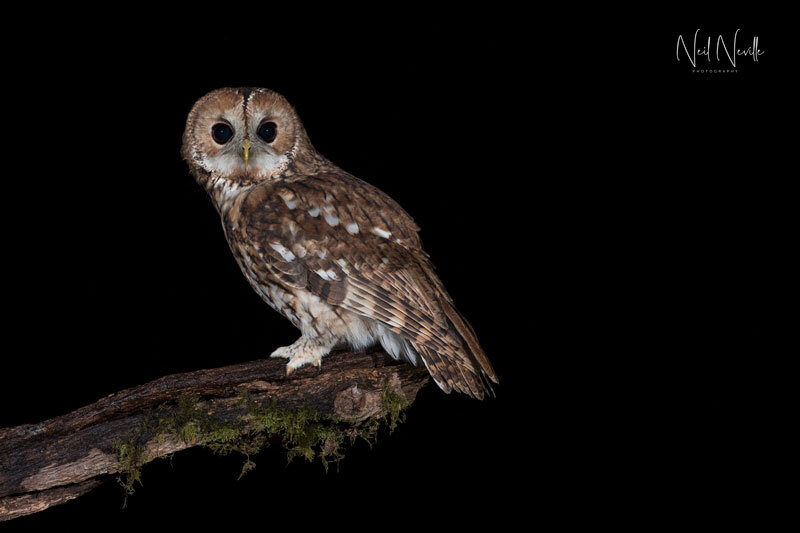 - Tawny Owl