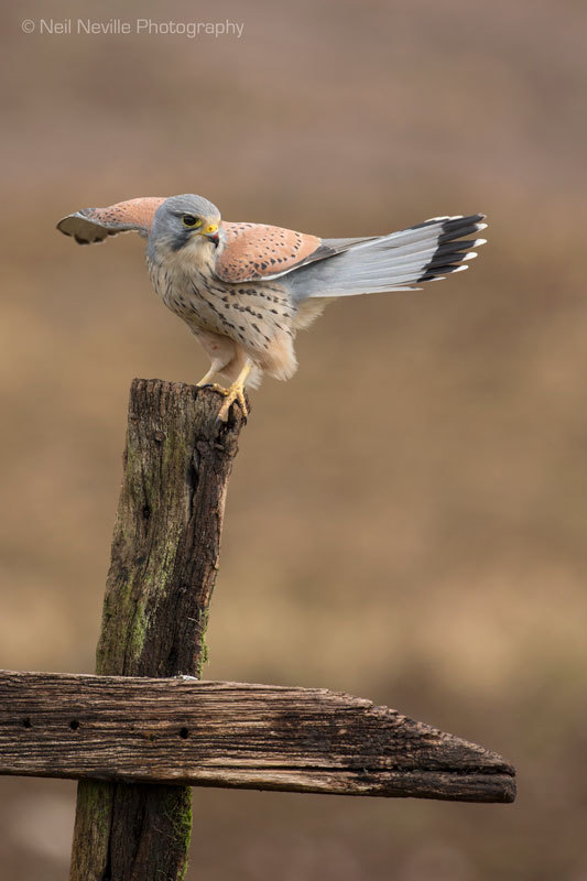  - Kestrel