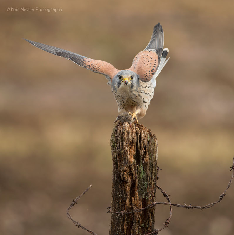  - Kestrel