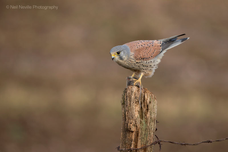  - Kestrel