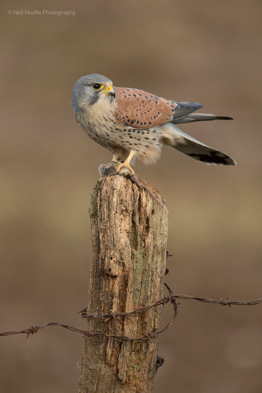  - Kestrel