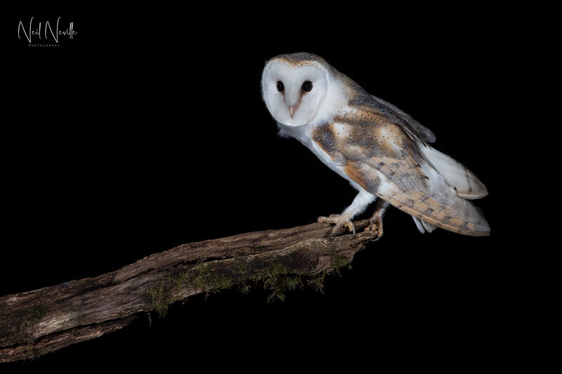  - Barn Owl