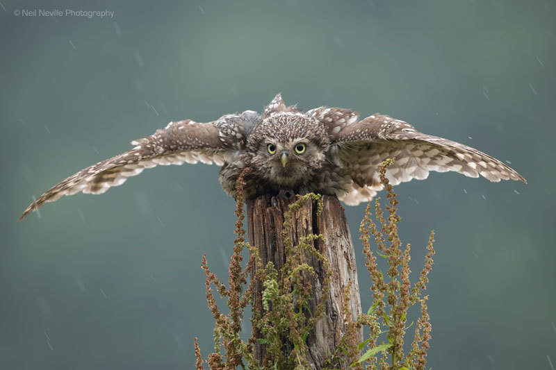  - Little Owl