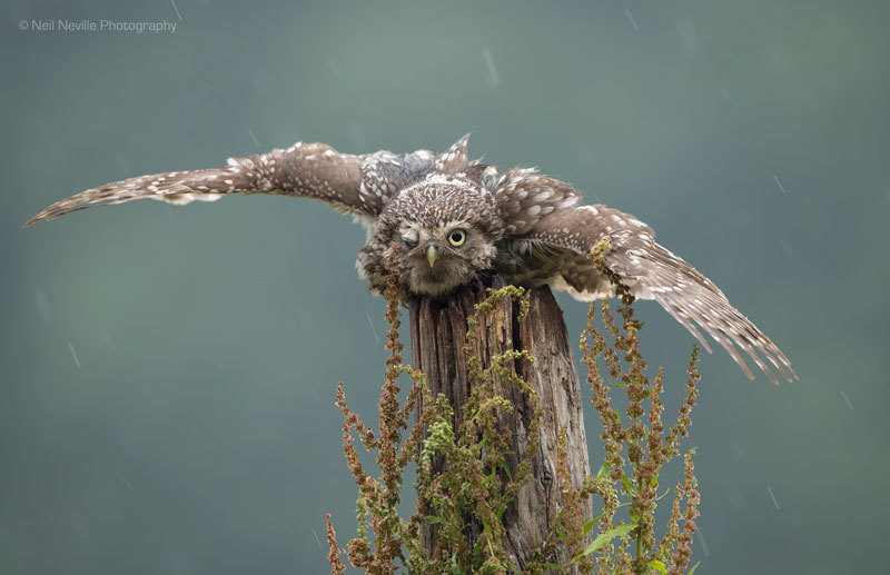 Little Owl photo - Neil Neville