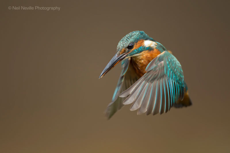  - Kingfisher