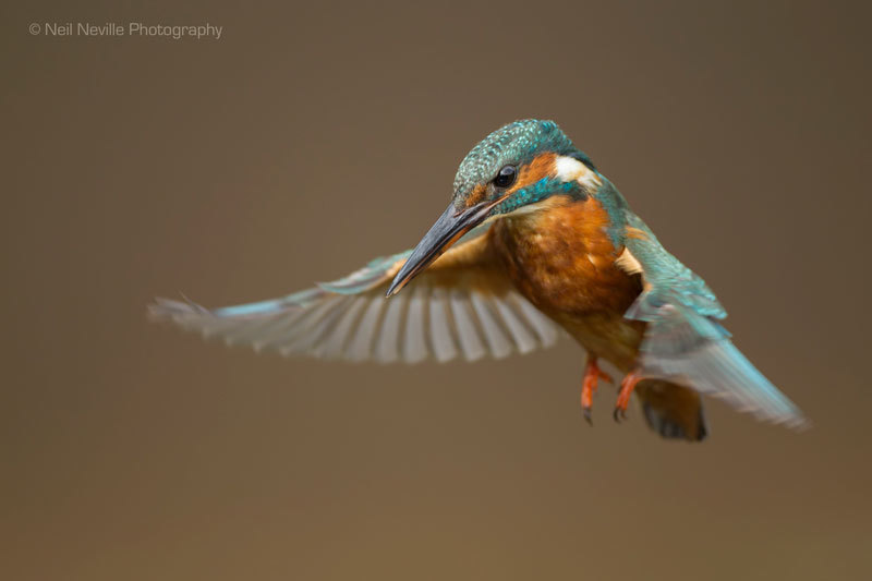  - Kingfisher
