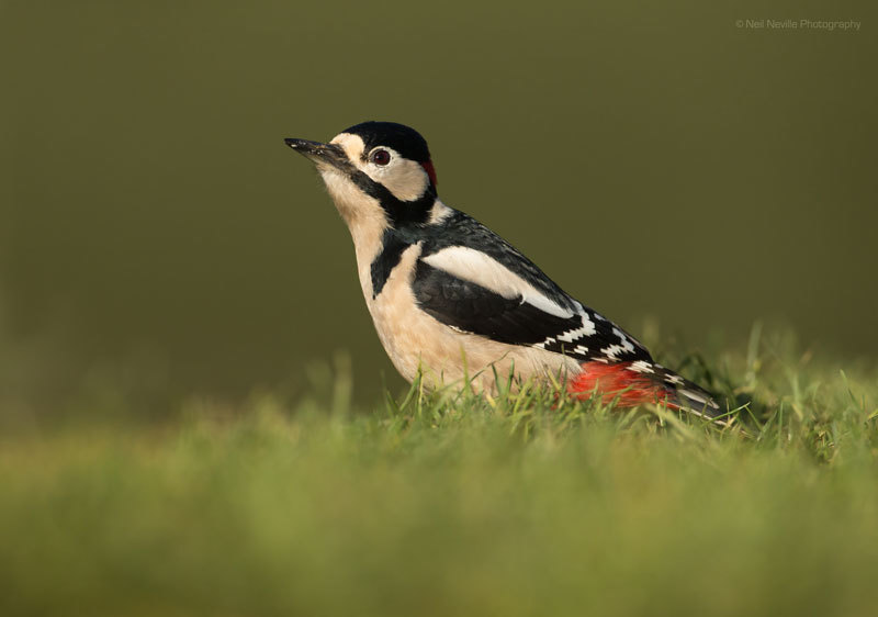  - Woodpeckers & Nuthatch