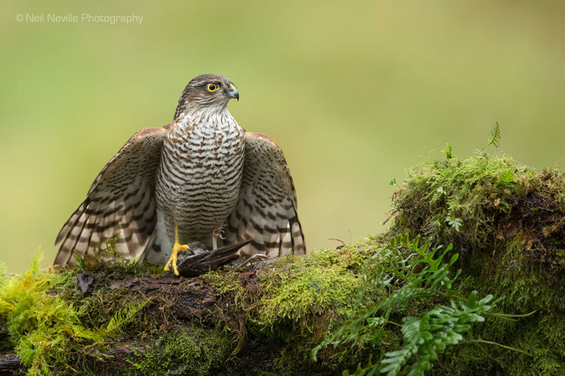 - Sparrowhawk