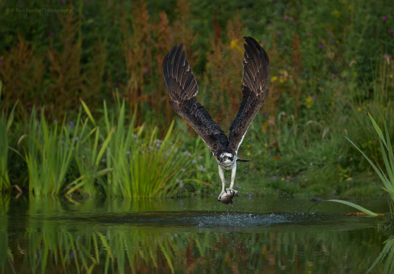  - Osprey
