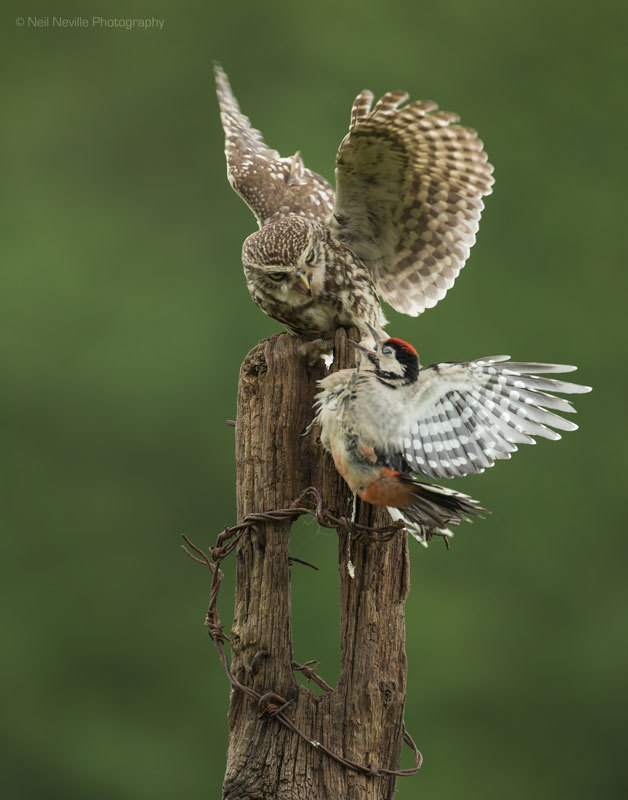  - Little Owl