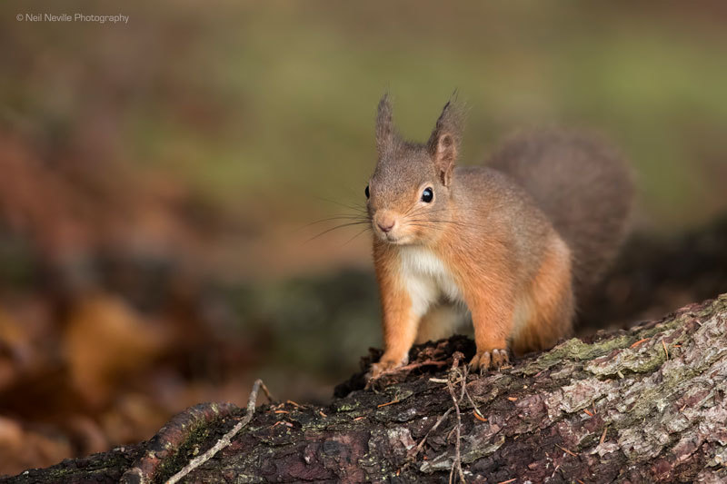 - Red Squirrel