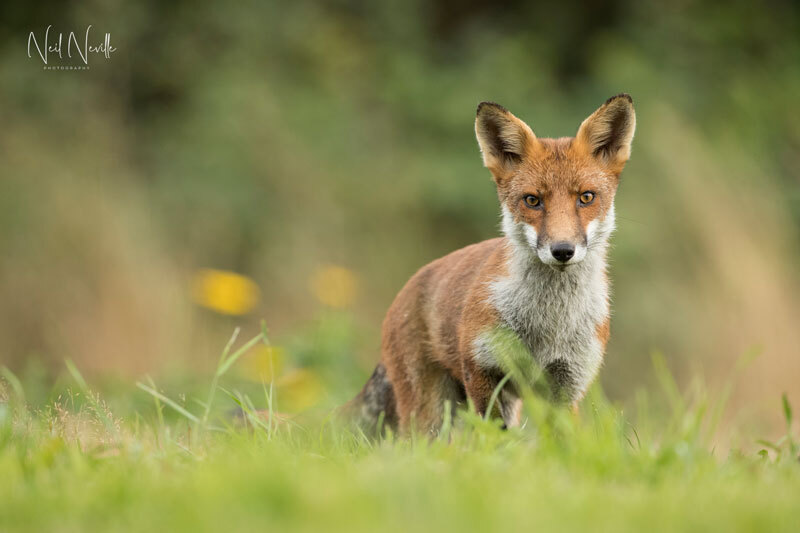  - Red Fox