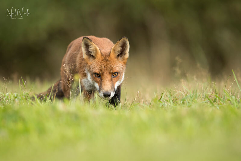  - Red Fox