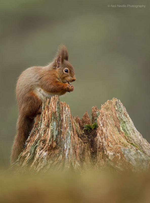  - Red Squirrel