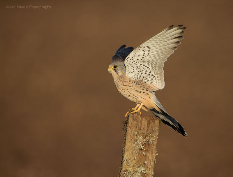  - Kestrel