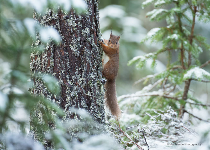  - Red Squirrel