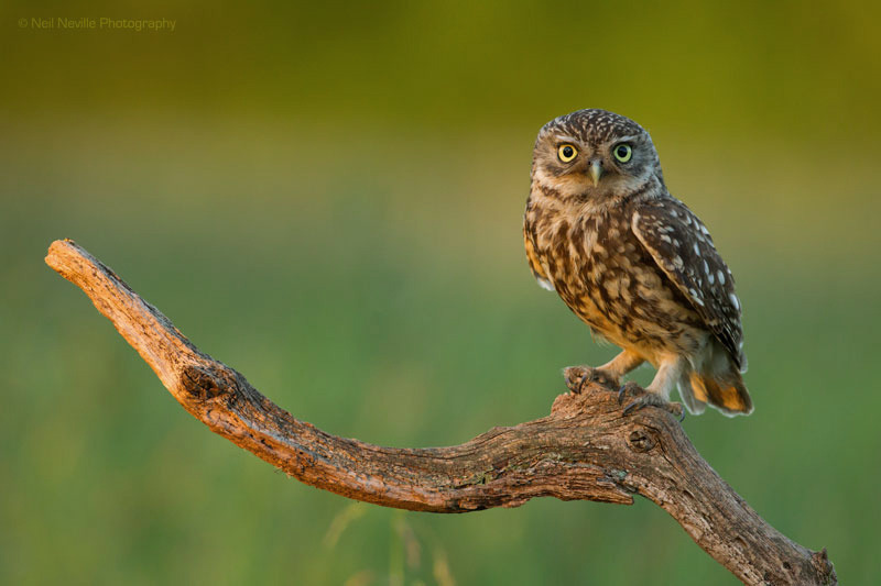  - Little Owl