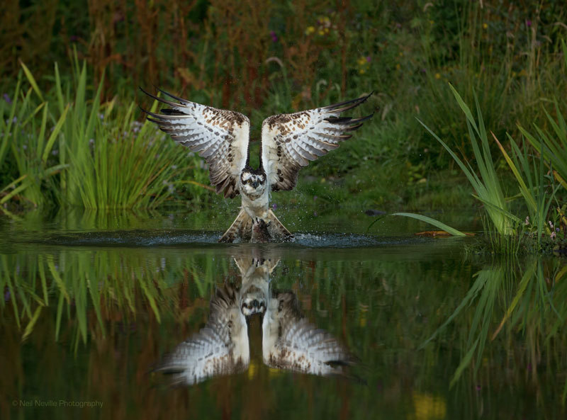  - Osprey