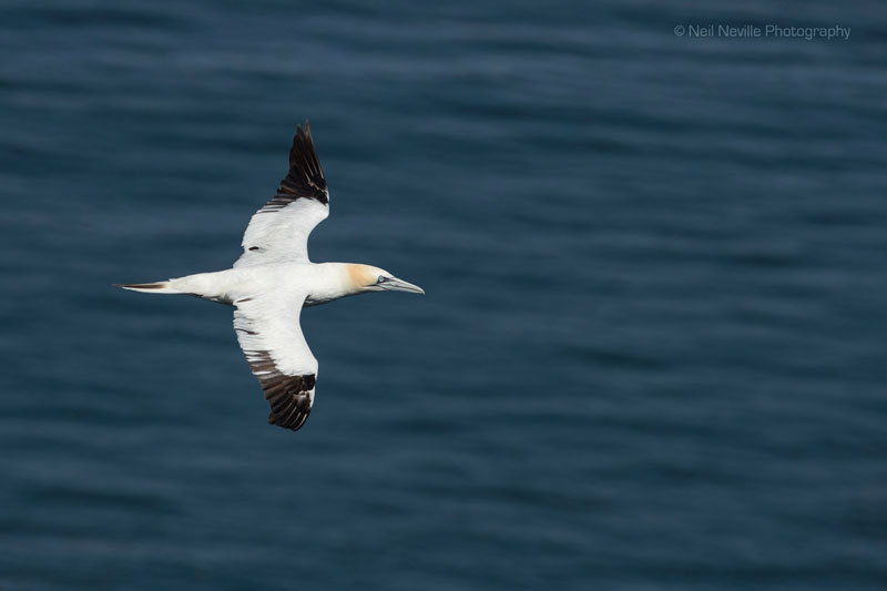  - Northern Gannet