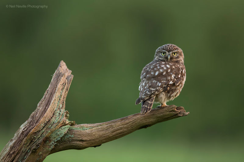  - Little Owl