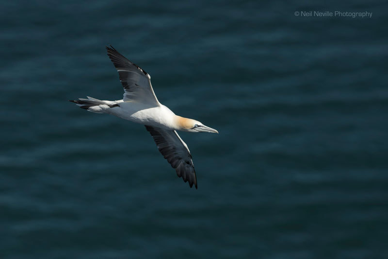  - Northern Gannet