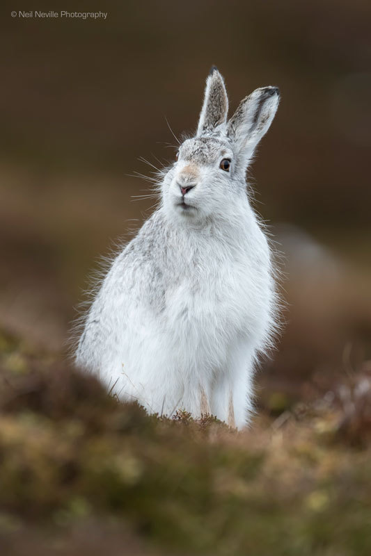  - Mountain Hare