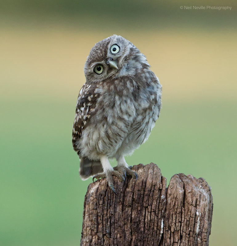  - Little Owl