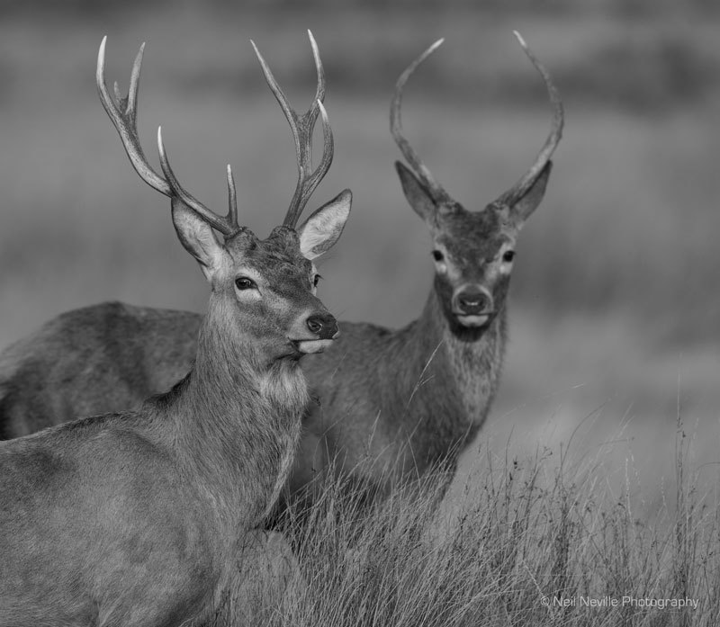  - Red Deer